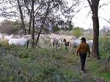 Le troupeau des juments à l'élevage Ange Blanc