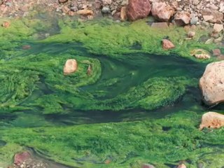 L'appauvrissement en oxygène des lacs et des rivières