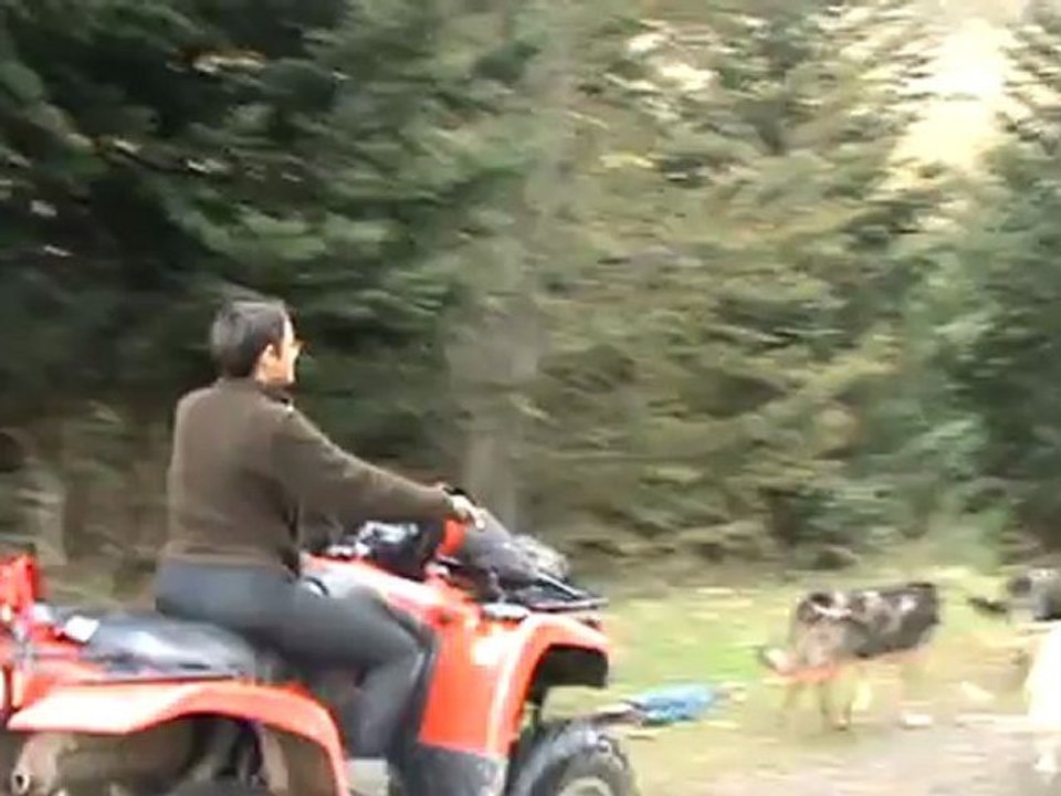quad cecile 16 dogs