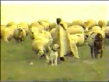 Seslisehirli.Com Seslisehirli-Sivas Kangal Çoban Köpeği - YouTube