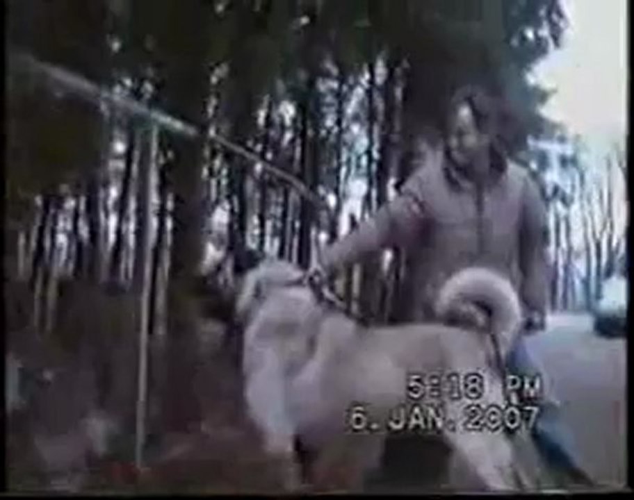 Seslisehirli.com Seslisehirli-TURKISH KANGAL ASLAN GİBİ KÜKRÜYOR(MONSTER) - YouTube