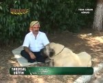 Türk Çoban Köpekleri Tanıtım-3