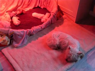 2ème  semaine et  les 1 ers aboiements des chiots d'Ellia