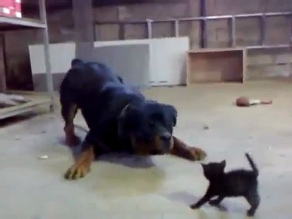 Rottweiler vs chaton