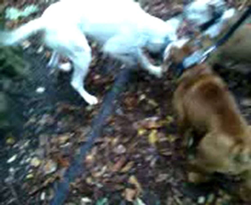 Rencontre Galius, Nash & Loli au bois . Premiers vrais contacts !!!!!!