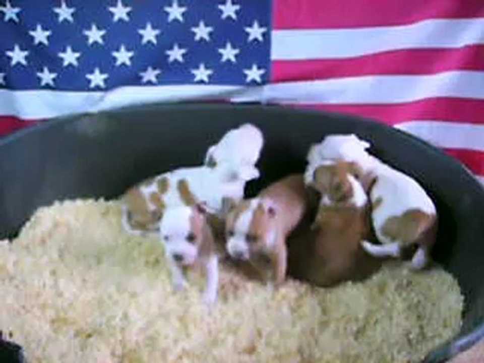 petite vidéo du 14.10.12 des 5 mâles...