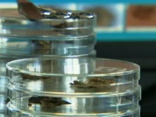 ドイツ公共第一放送　福島のチョウの奇形