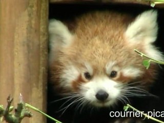 Un bébé Panda roux est né à Amiens