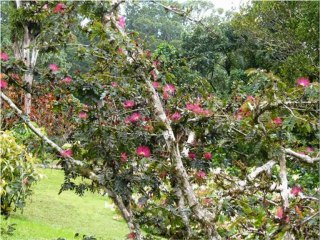 69 Balade en Martinique & Réunion