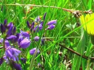 Permaculture - association Unis Vers Terre / Unis Vers l’Autre