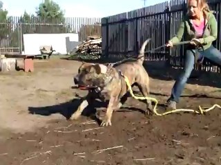 seslisehirli.com Padero ( Dogo Canario) - YouTube