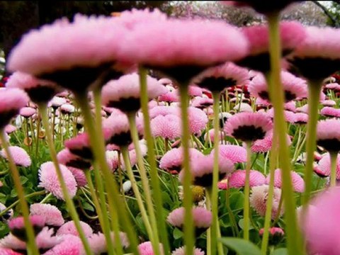 Yeni klasörCengiz Özkan - İncecikten Bir Kar Yağar