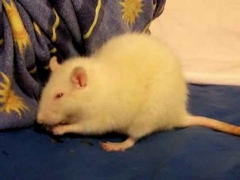 Connyvideo