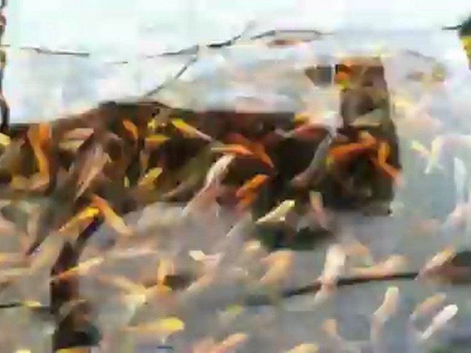 samll KOI fish pool