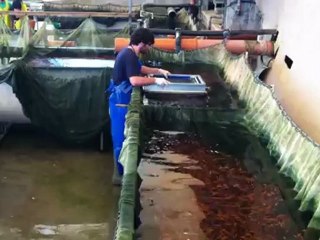Koi fish farm HaZorea