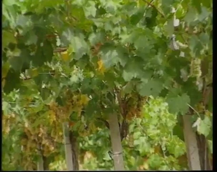 Ruoppolo Teleacras - Mafia, il pizzo a Zonin