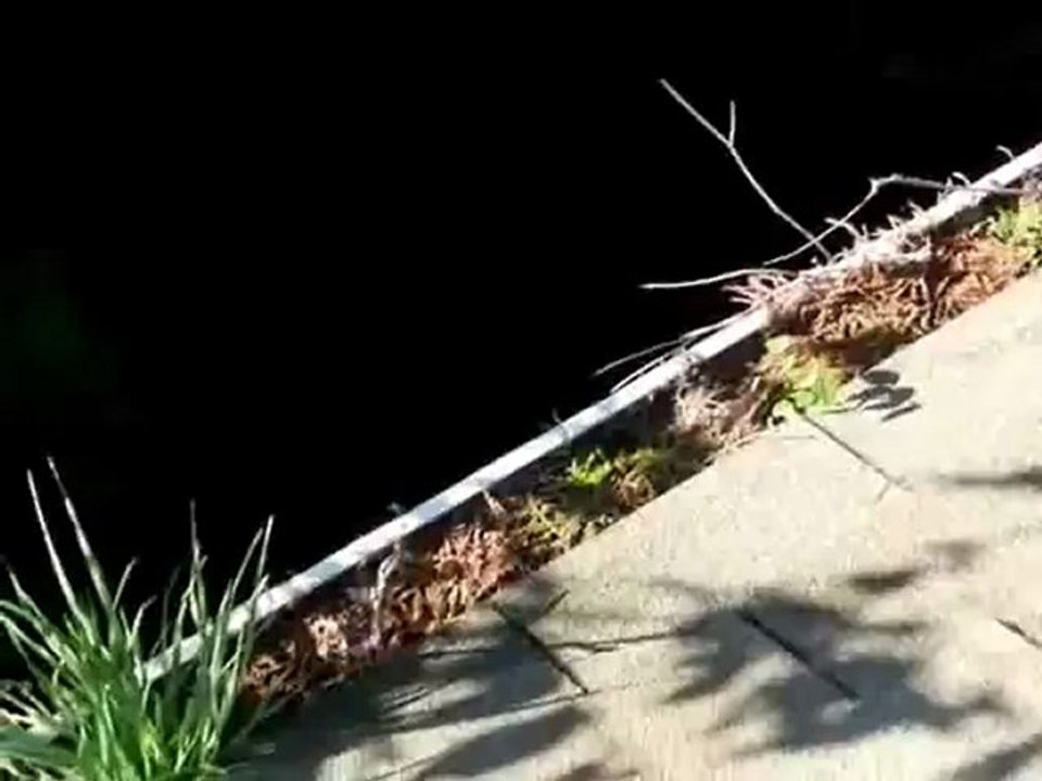 Home Inspection Solution Weeds In Gutters