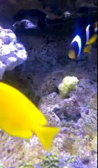 red sea 130l    2 leds hk 20000k