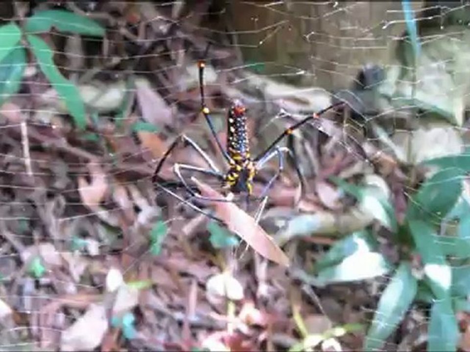 spider