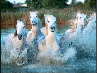 47 Beauté animale Le cheval