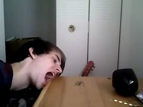 Il mange une araignée