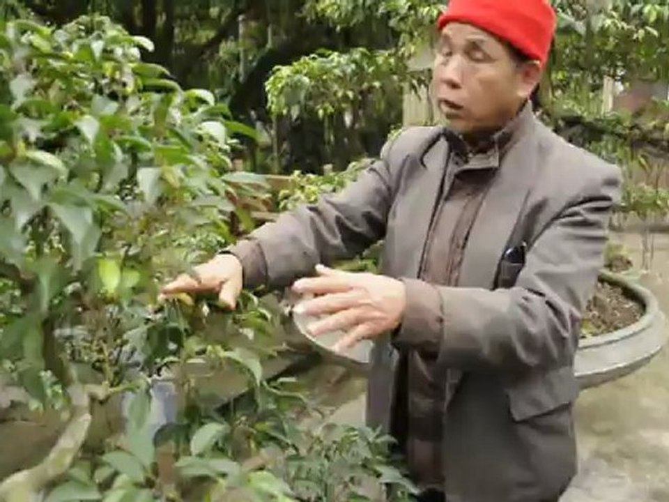 DSC_12130 Vietnam bonsaïs entre Ninh Binh et Kim Son