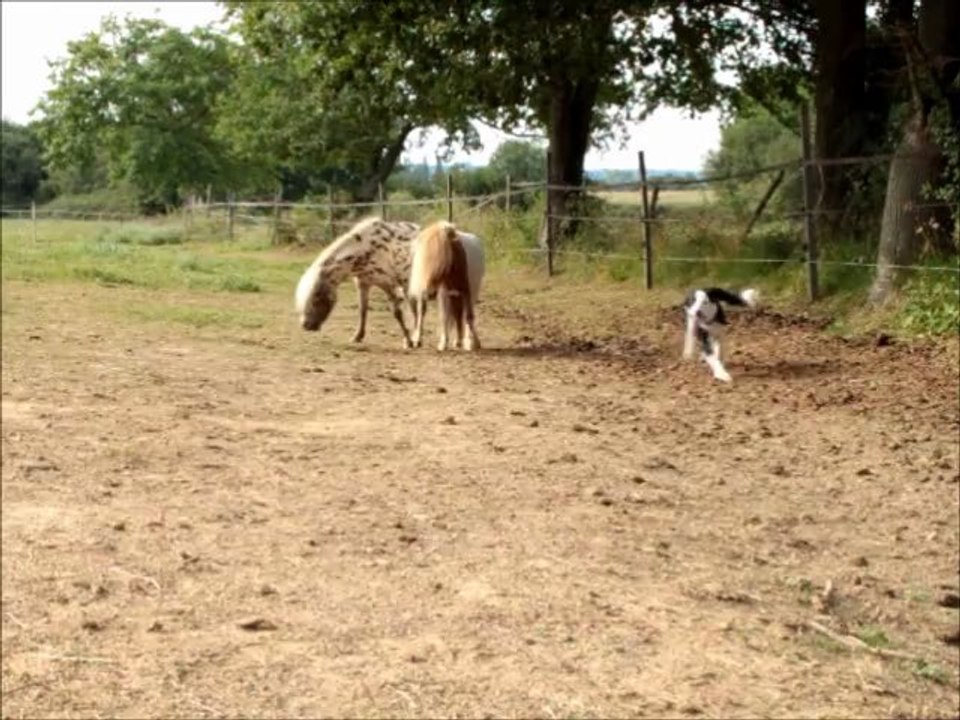 Fidgy & les minis poneys.