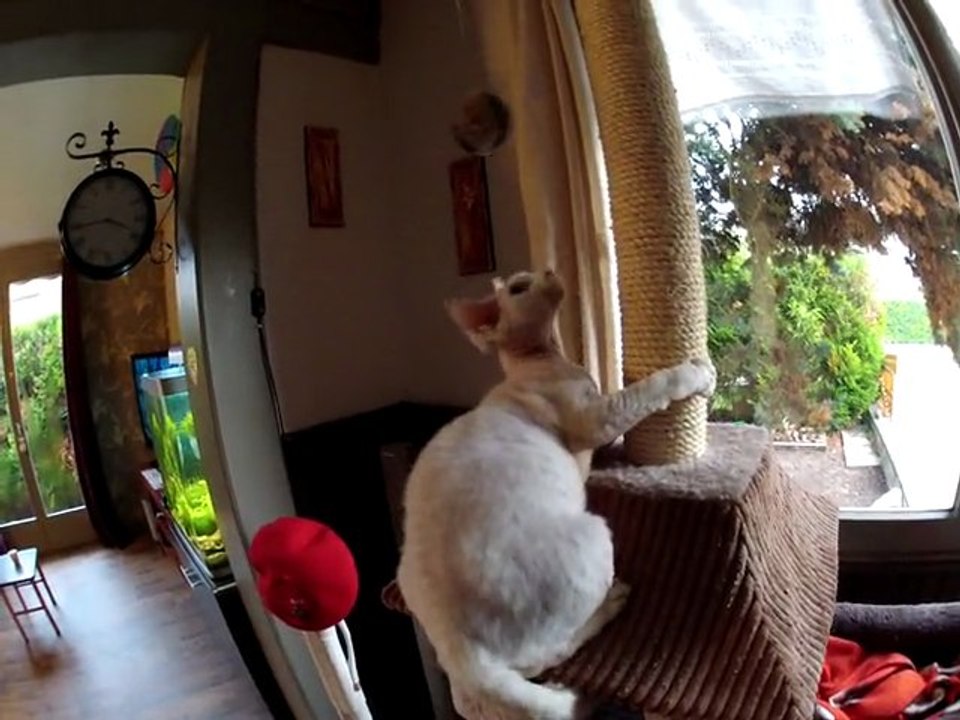 Ginette Devon rex