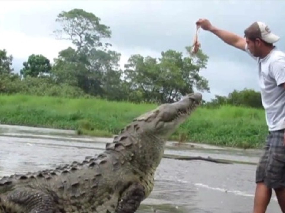 Comment ne surtout pas nourrir un crocodile !