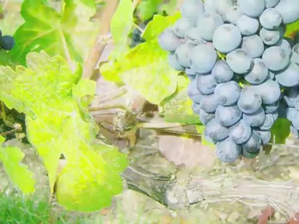 Cepages_en _champagne_FR