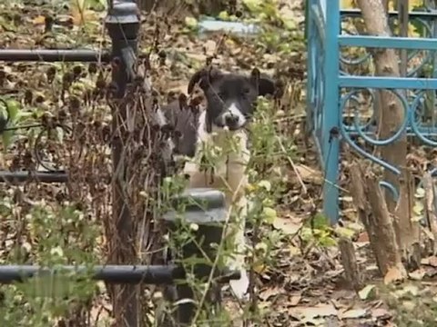 Особо опасен - Профессия киллер