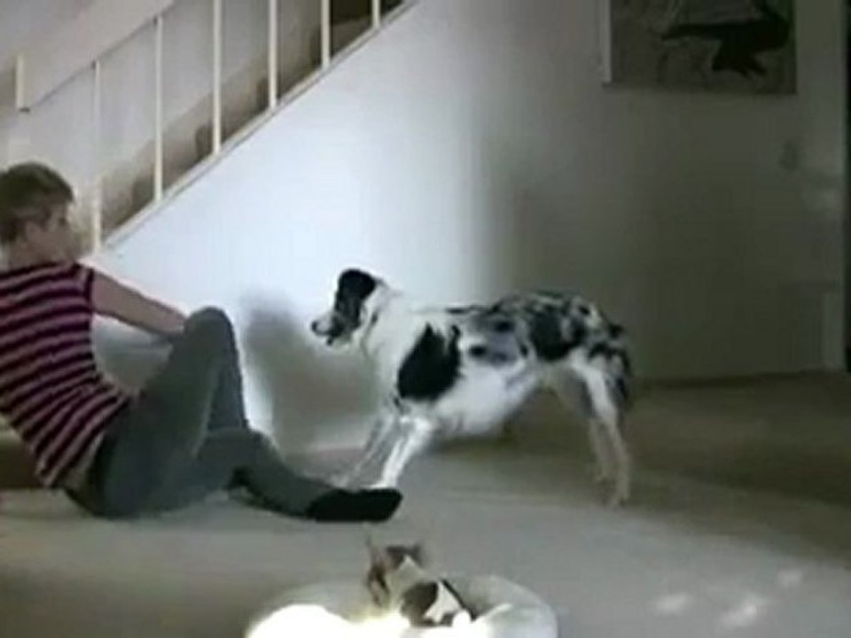 fun dog