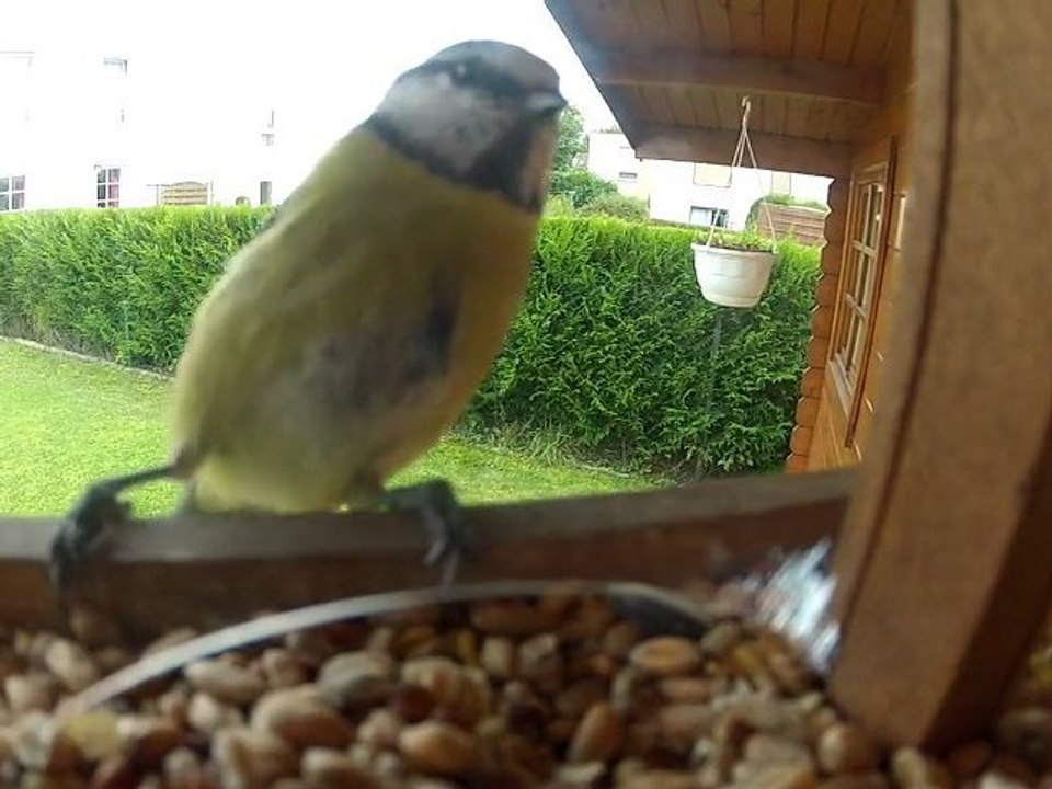oiseau001