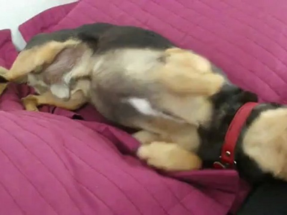 Mon chien Nouky