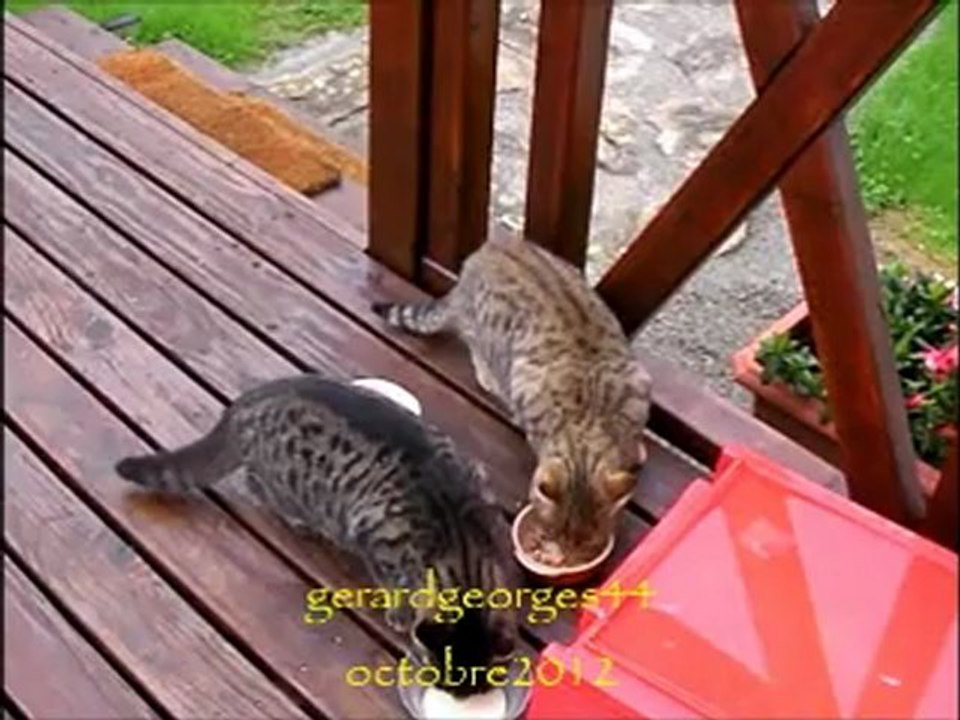 le chat