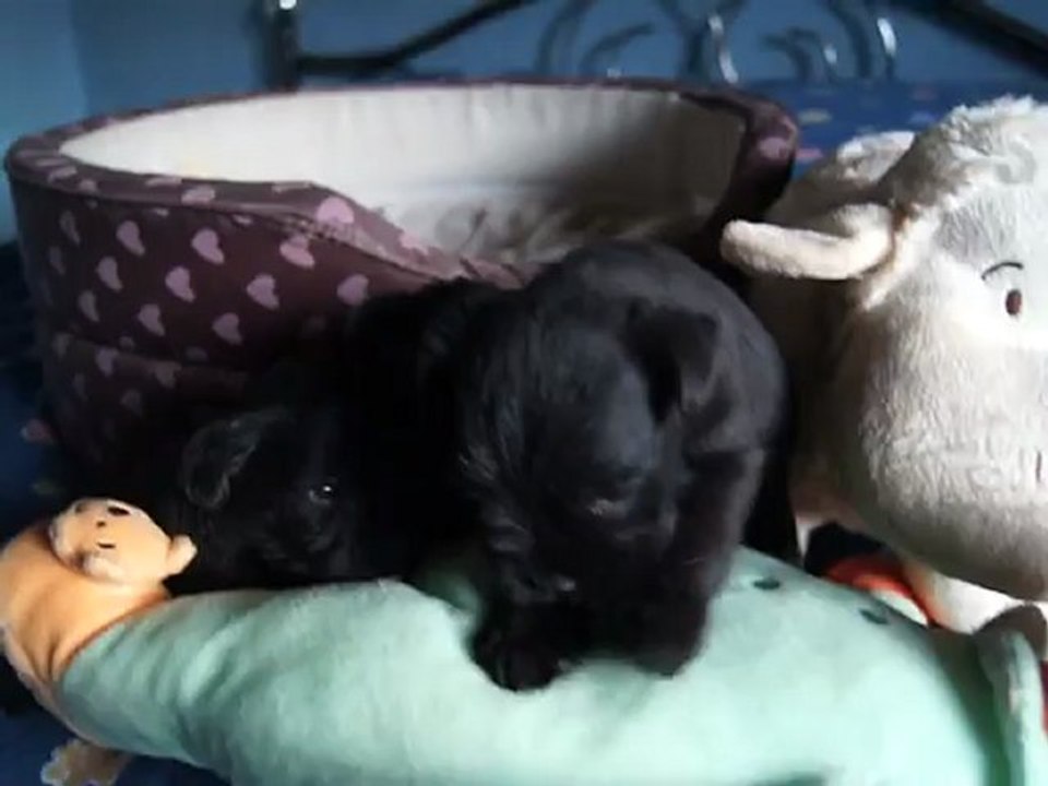 bébés schnauzers nains COCO