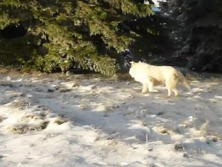 premieres neiges 2012