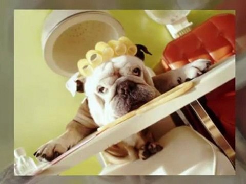 Non-Anesthesia Dog Teeth Cleaning and Dog grooming