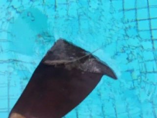 Antone WTR (AUS) - BONUS 01 - Australian Lizard