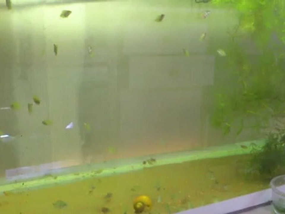 mesonauta