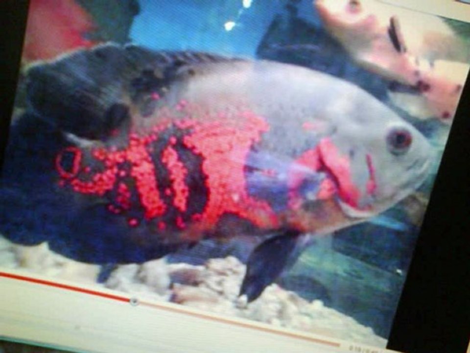 LIVRE DE L'UNIVERS  GUIDE LE SAIN CORAN  DANS CORAN BIBLE ORGINALE