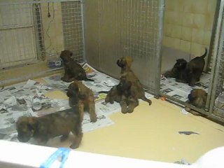 Eveil des bébés briards par des bruitages