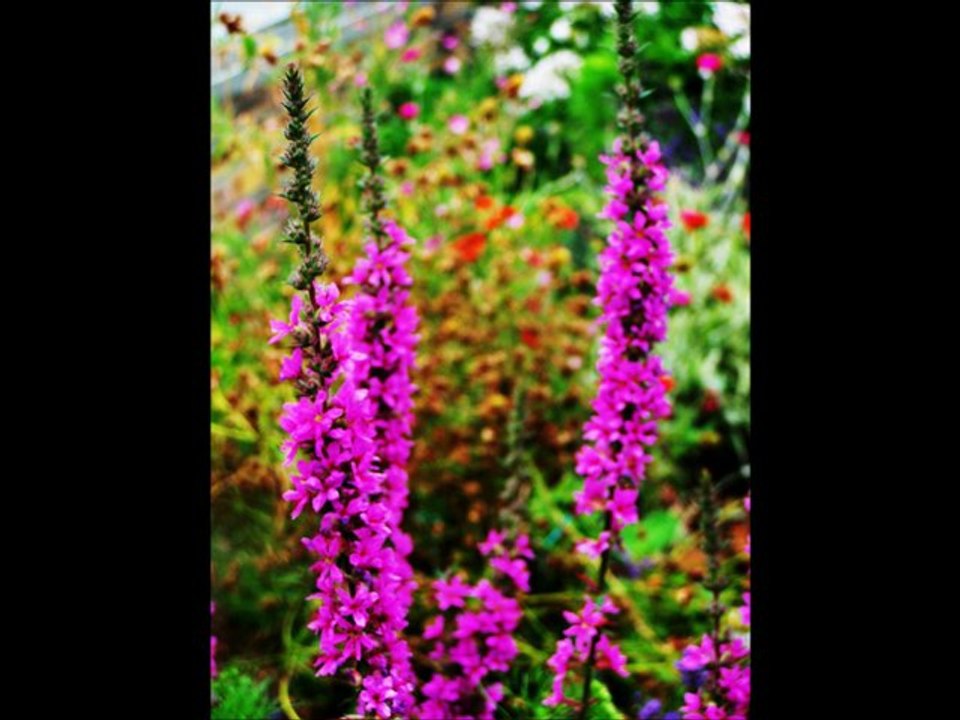 La Marmotte bleue Photos avec "La vie ne m apprend rien" de Daniel Balavoine