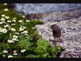 16 Nos Amis les Oiseaux