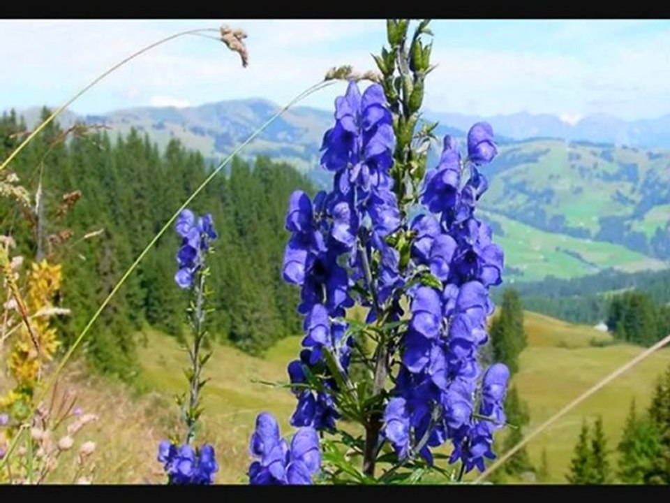 14 Allons faire un tour chez nos voisins Suisse