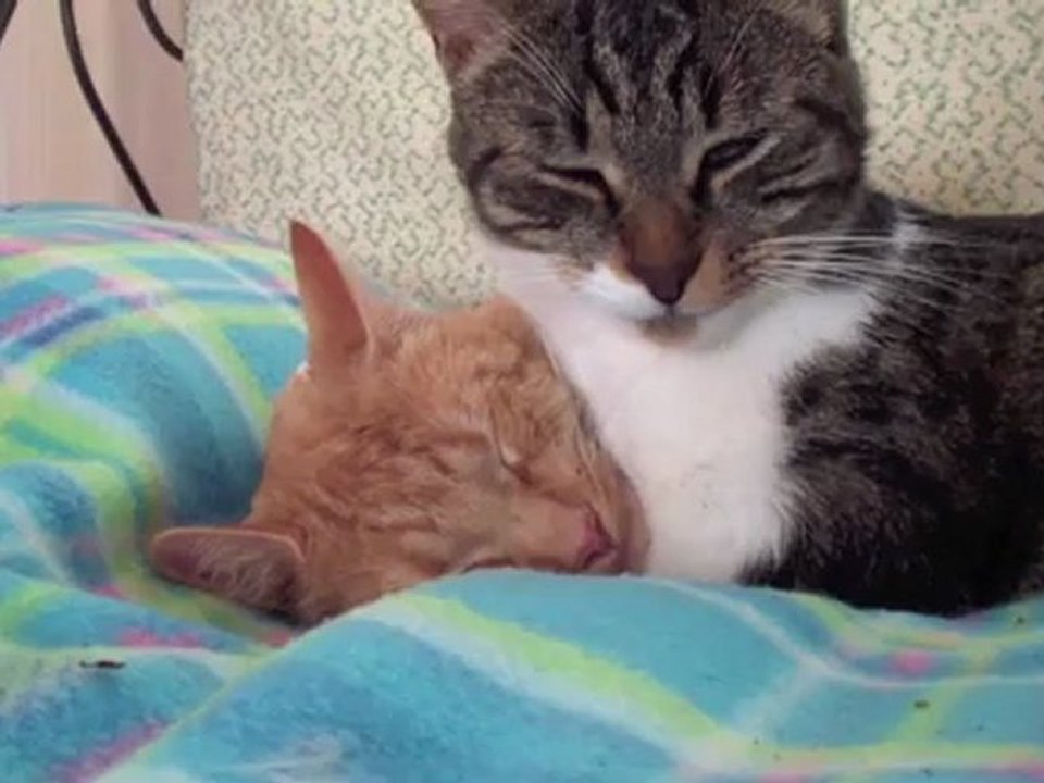 Amours de chats