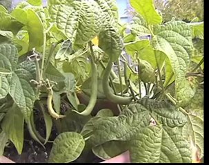Vegetable Garden Monster Beans - Motivational WebTV #78