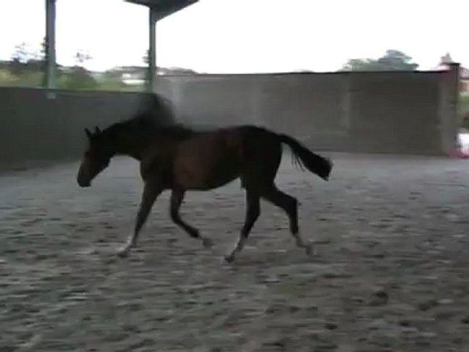 Pouliche Quality Touch x Mr Blue X Almé 1an à vendre Souche basse Dirka mère de Quidam