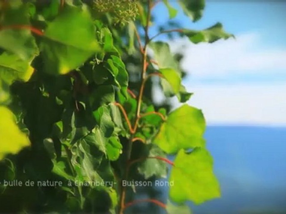 Chambéry vous offre une bulle de nature : Le parc de Buisson-Rond