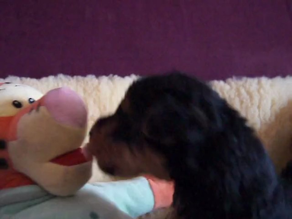 bébés  welsh Terrier de Elle Ma Dit  et Reno